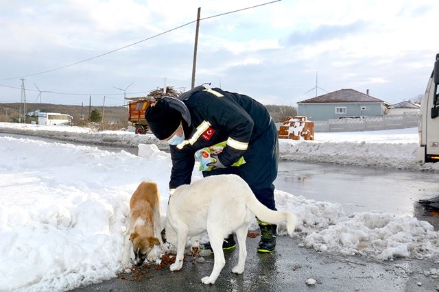 Karda yiyecek bulmakta zorlanan sokak hayvanlarına BEDAŞ ekiplerinden mama