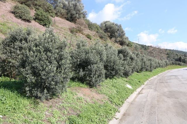 Yeşil alanlara 15 yılda 100 Bin zeytin fidanı