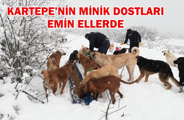 KARTEPE’NİN MİNİK DOSTLARI EMİN ELLERDE