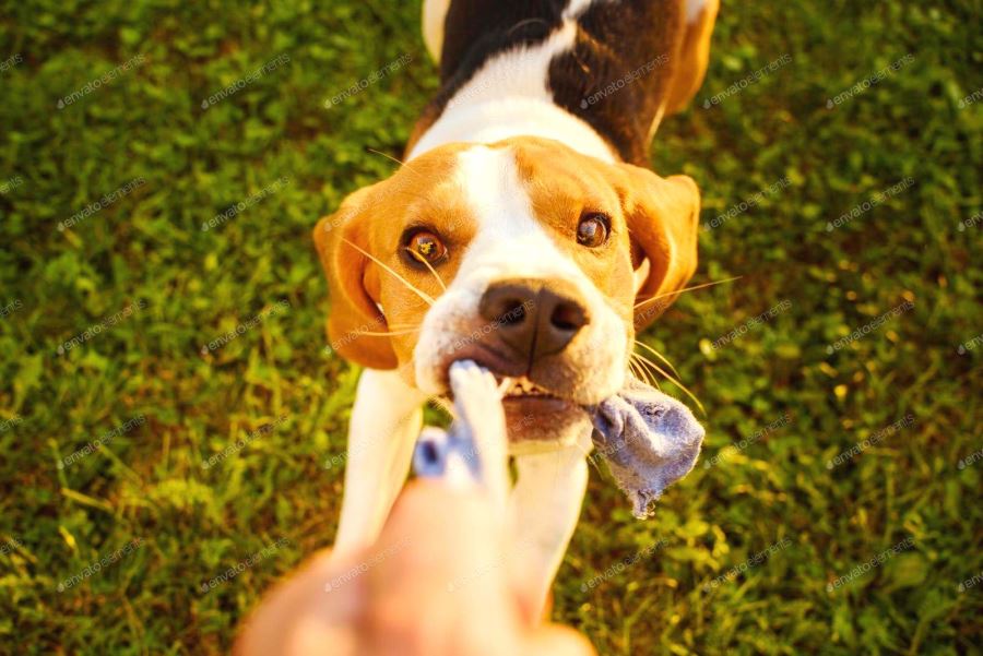 Kedi ve köpeklerin yuttuğu yabancı cisimler hayatlarını riske edebilir!