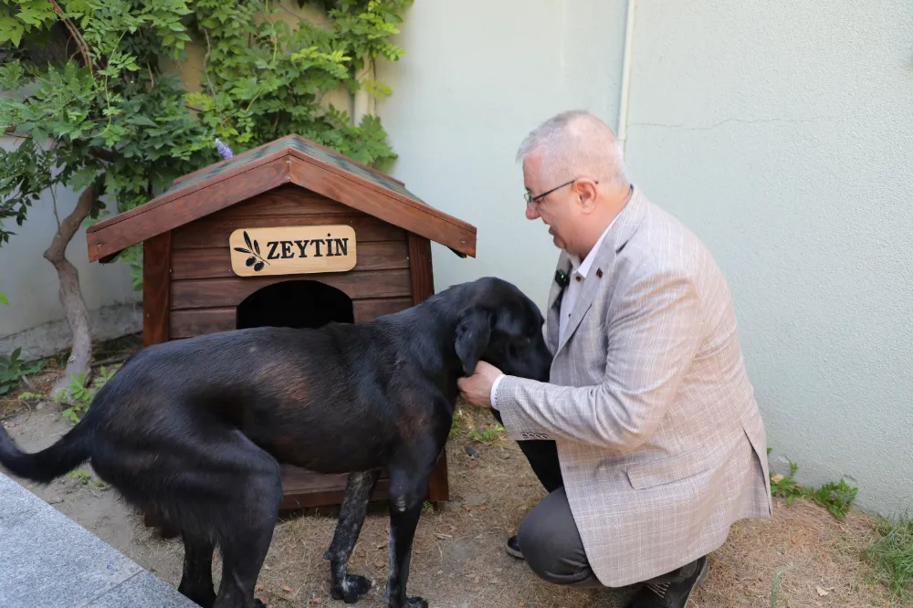 Edremit Belediye Başkanı Mehmet Ertaş sokak köpeğini sahiplendi